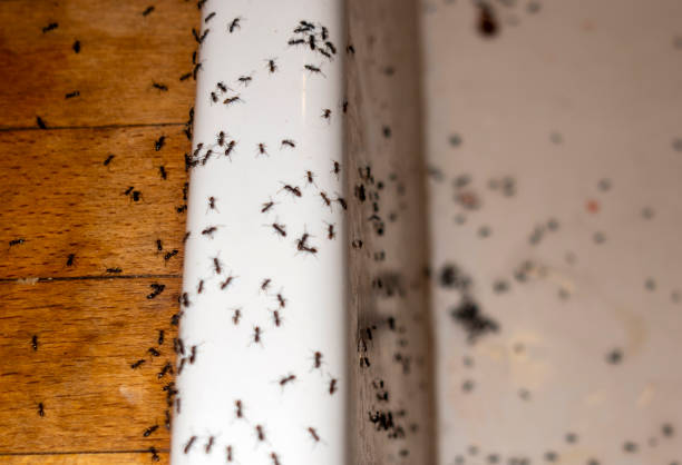Reliable Ocean City, FL Pest Control Solutions